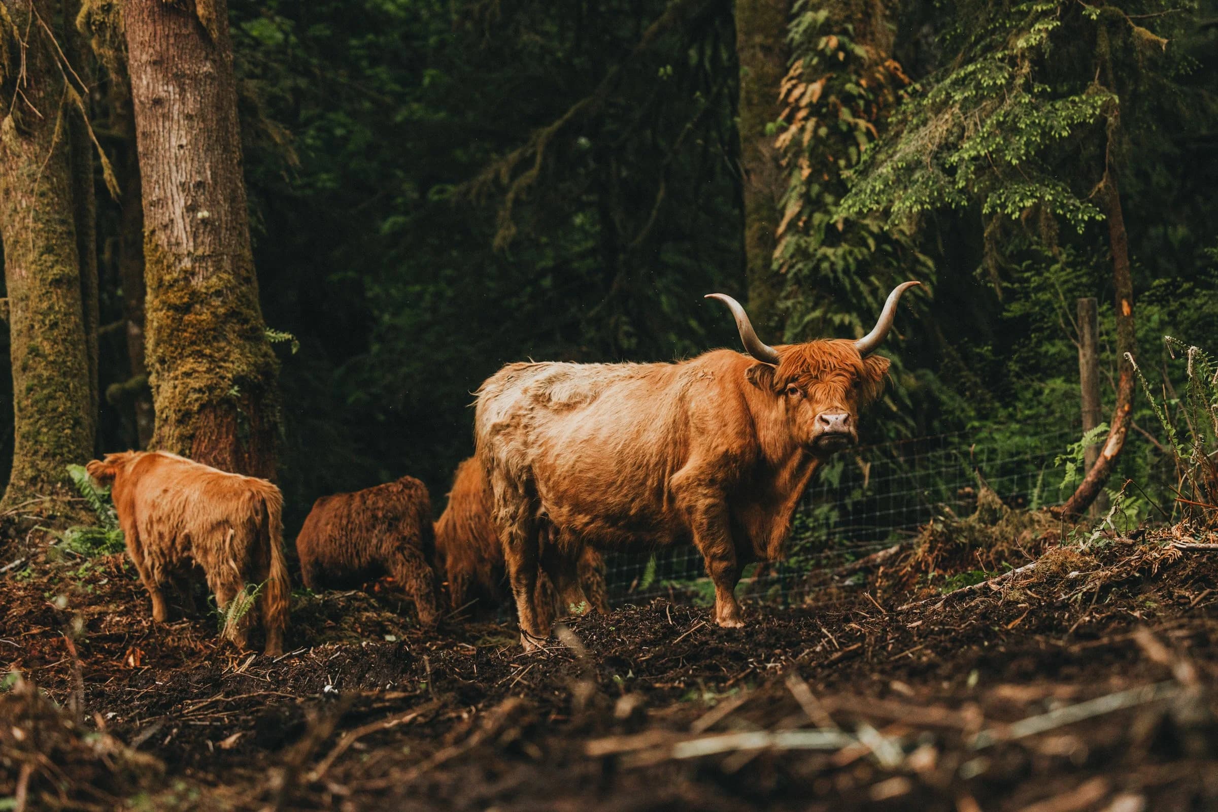 A Highland cow and two calves among tall mossy trees