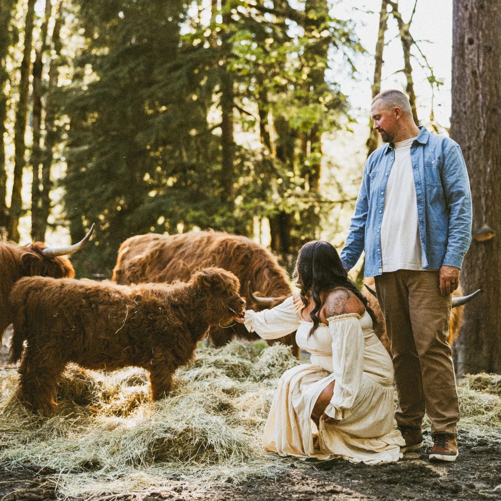 Couple meeting Scottish Highland Cows in the forest