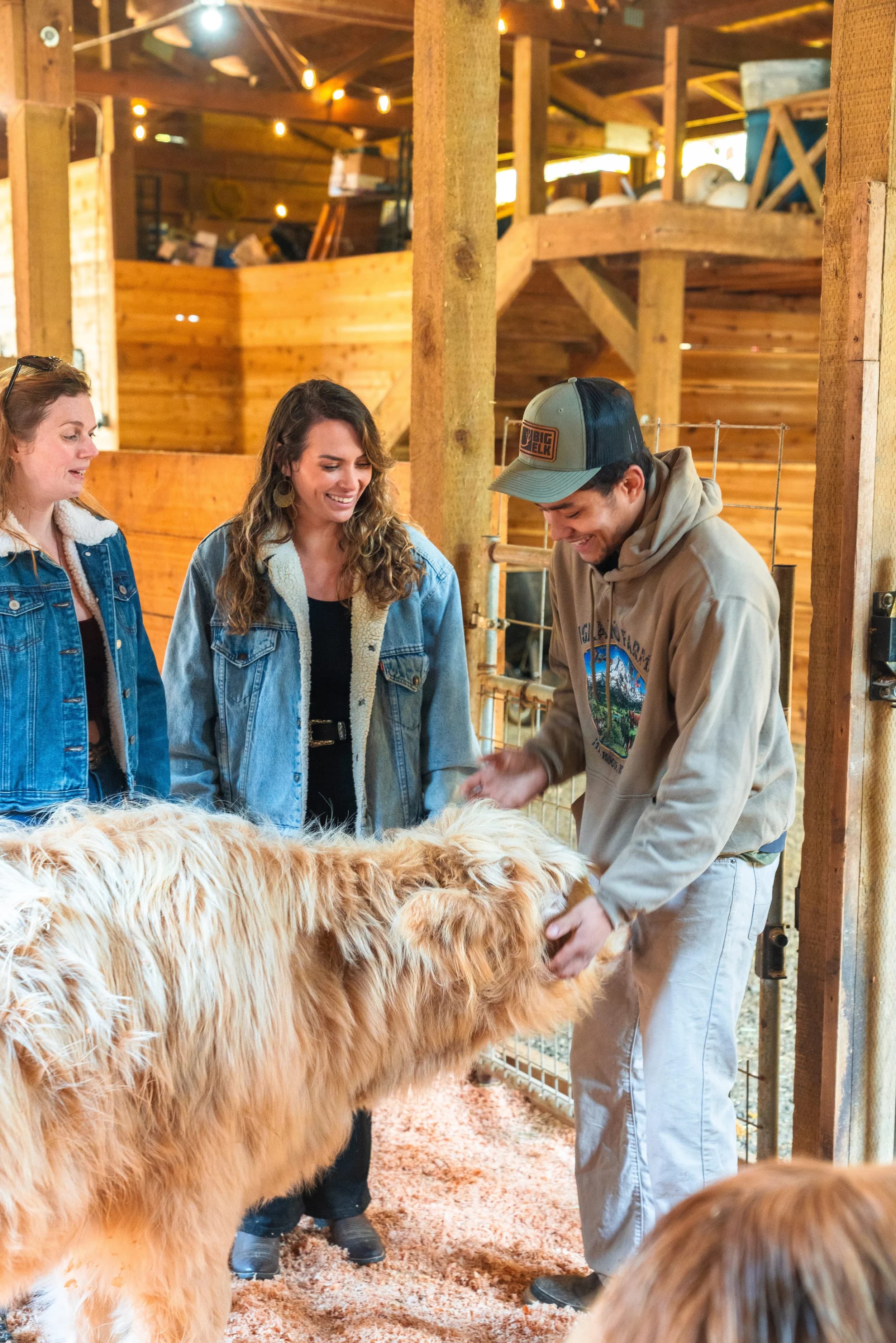 Daunte, in a cap, and two guests petting a pale, shaggy Highland calf inside the barn