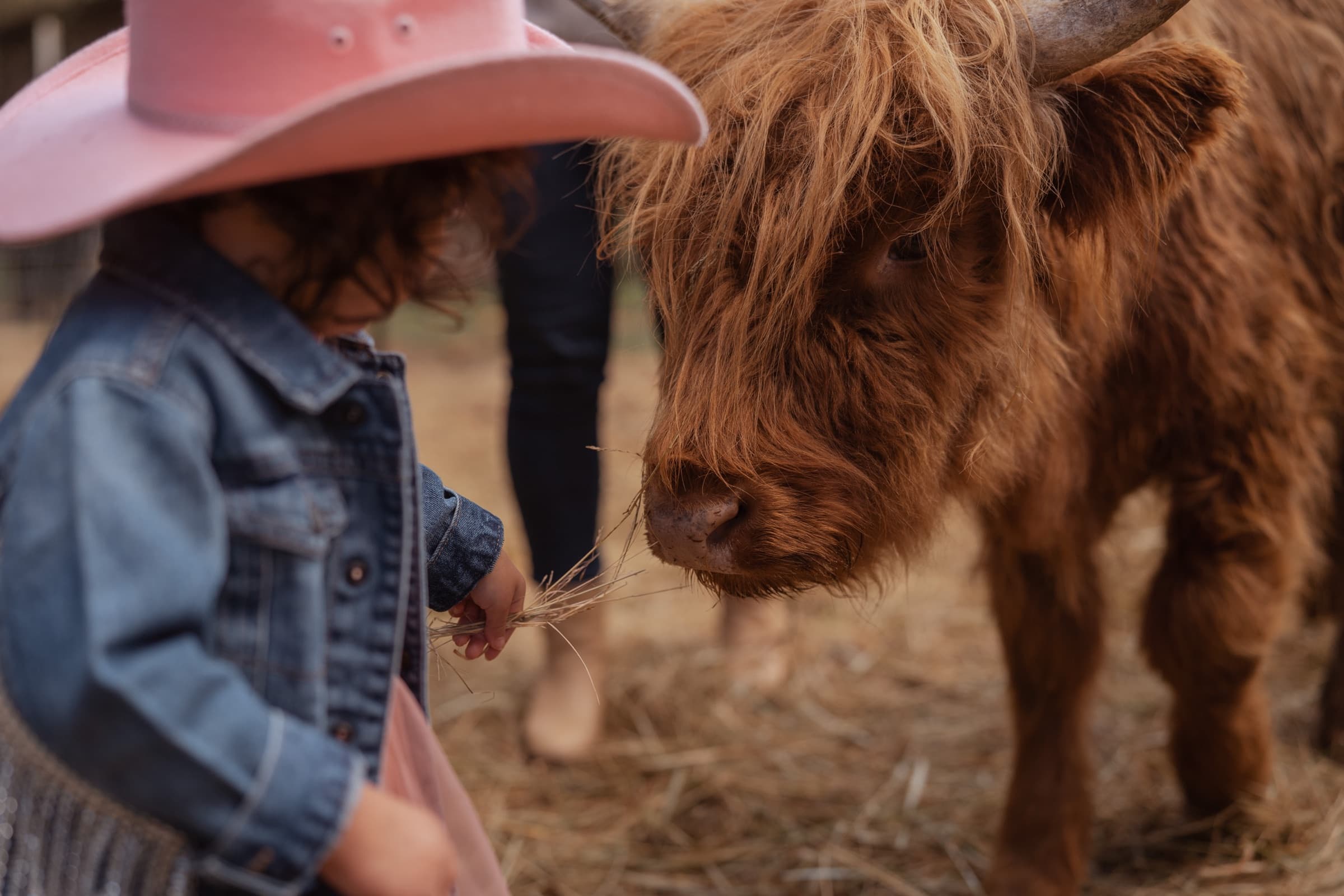 Young girl feeding a Highland Cow calf