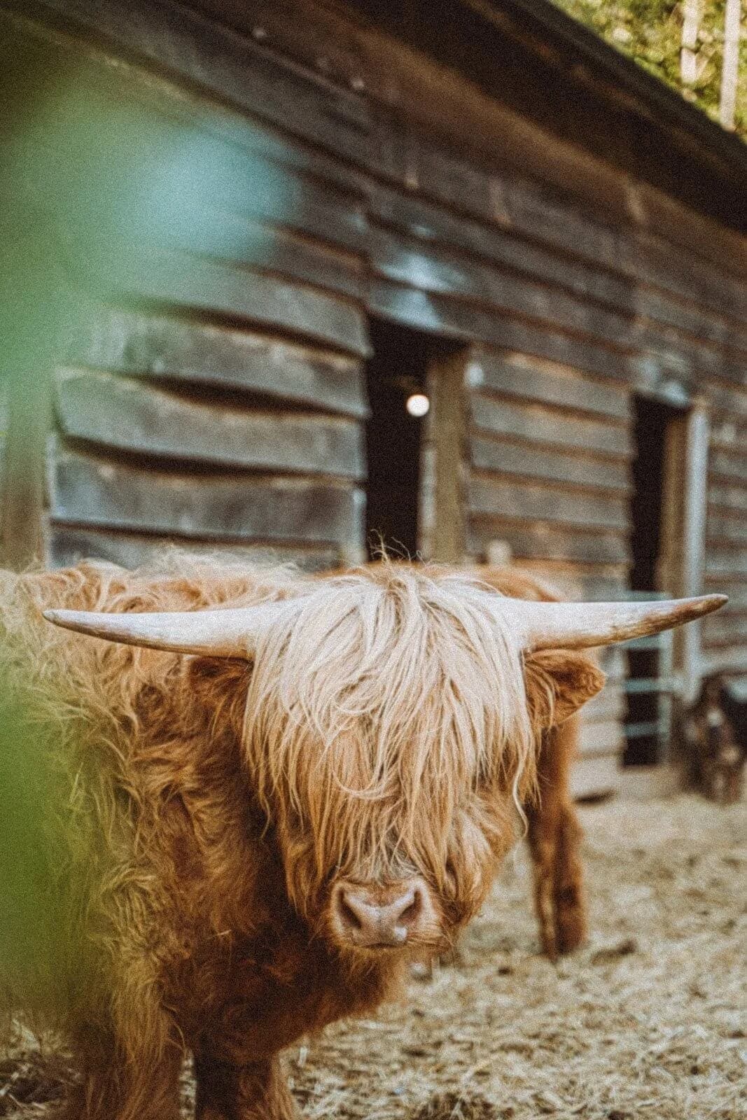 Highland Cow close-up with shaggy hair and horns