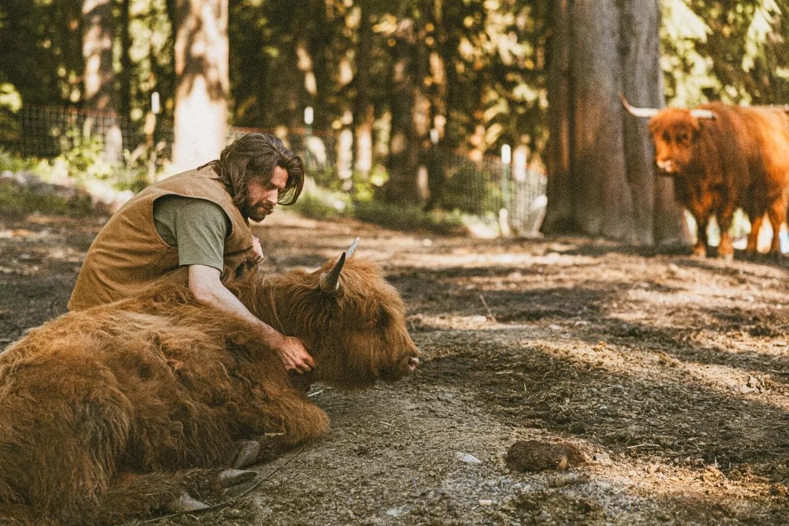 A farm guide kneeling beside a resting Highland cow