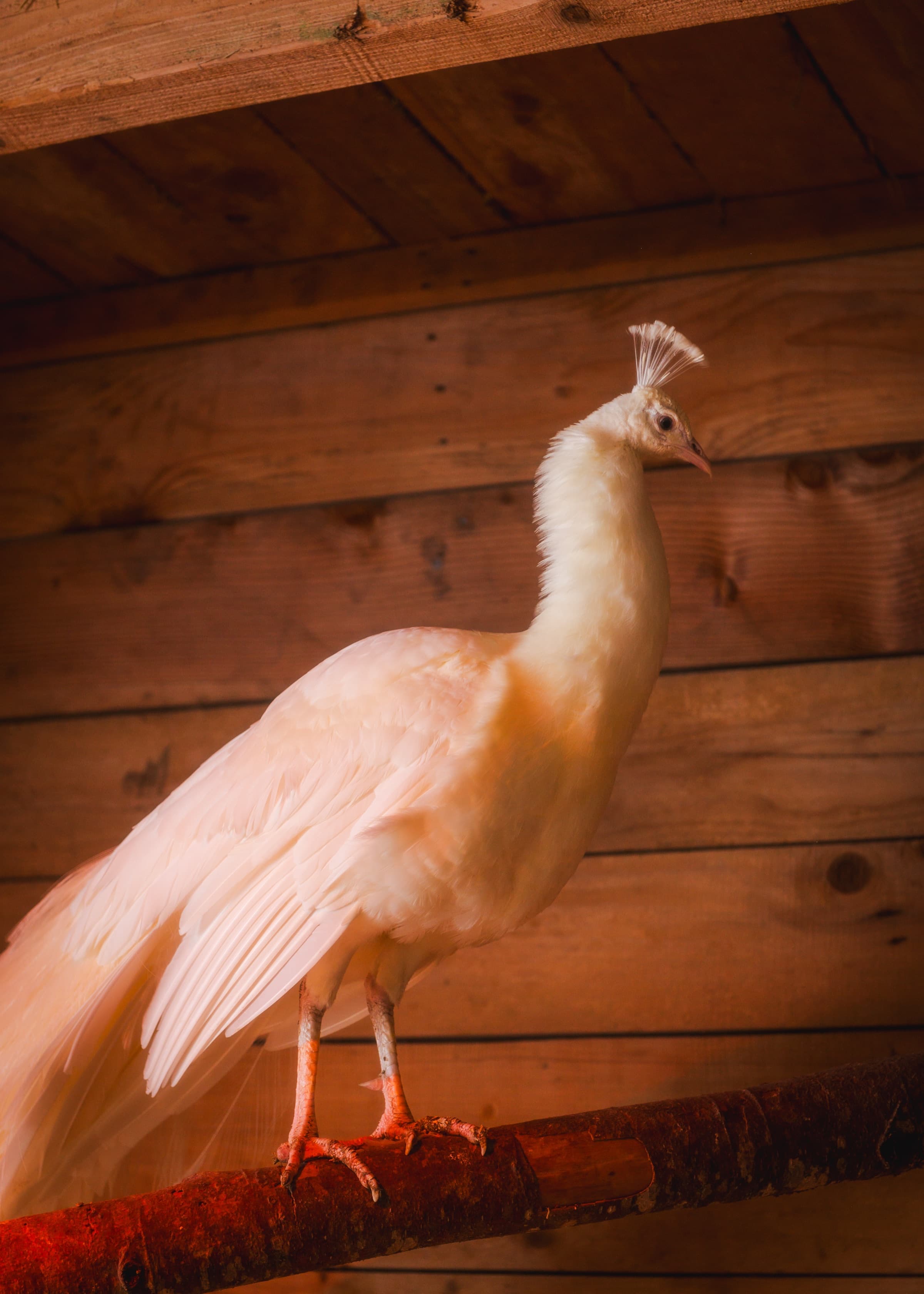 White peacock perched in the barn