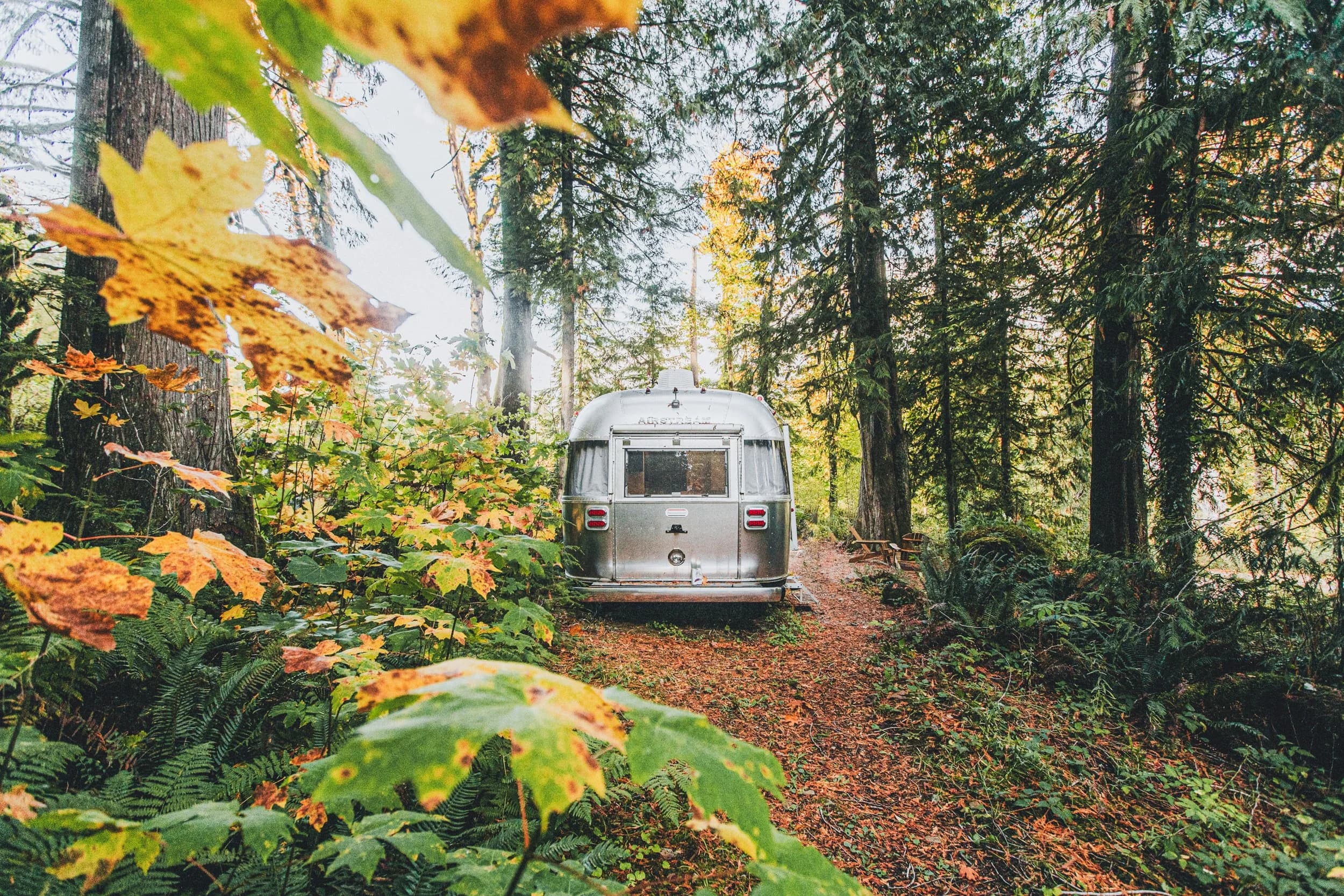 The silver Airstream at the end of a forest path lined with autumn vine maple leaves