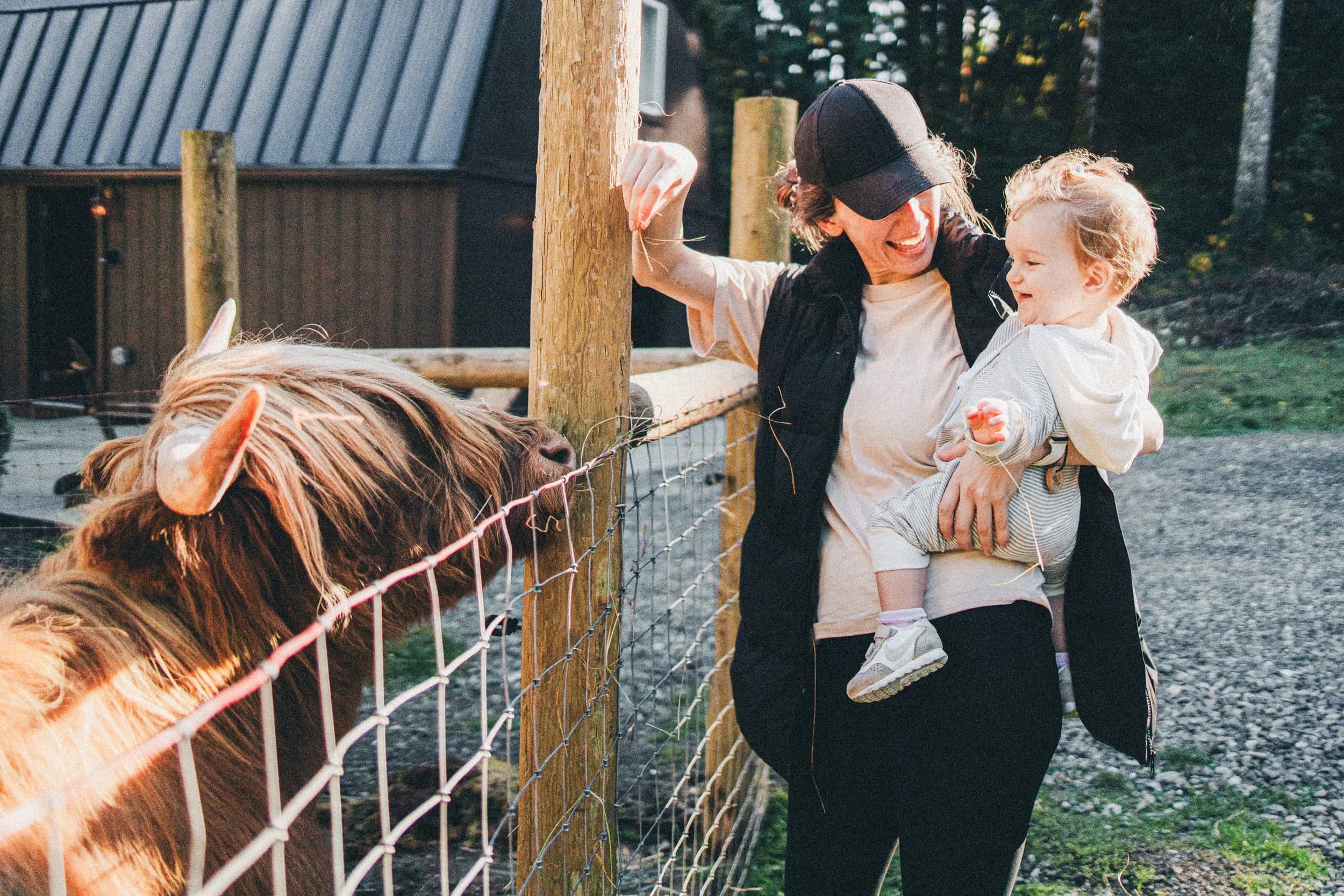 Family meeting the Highland cows