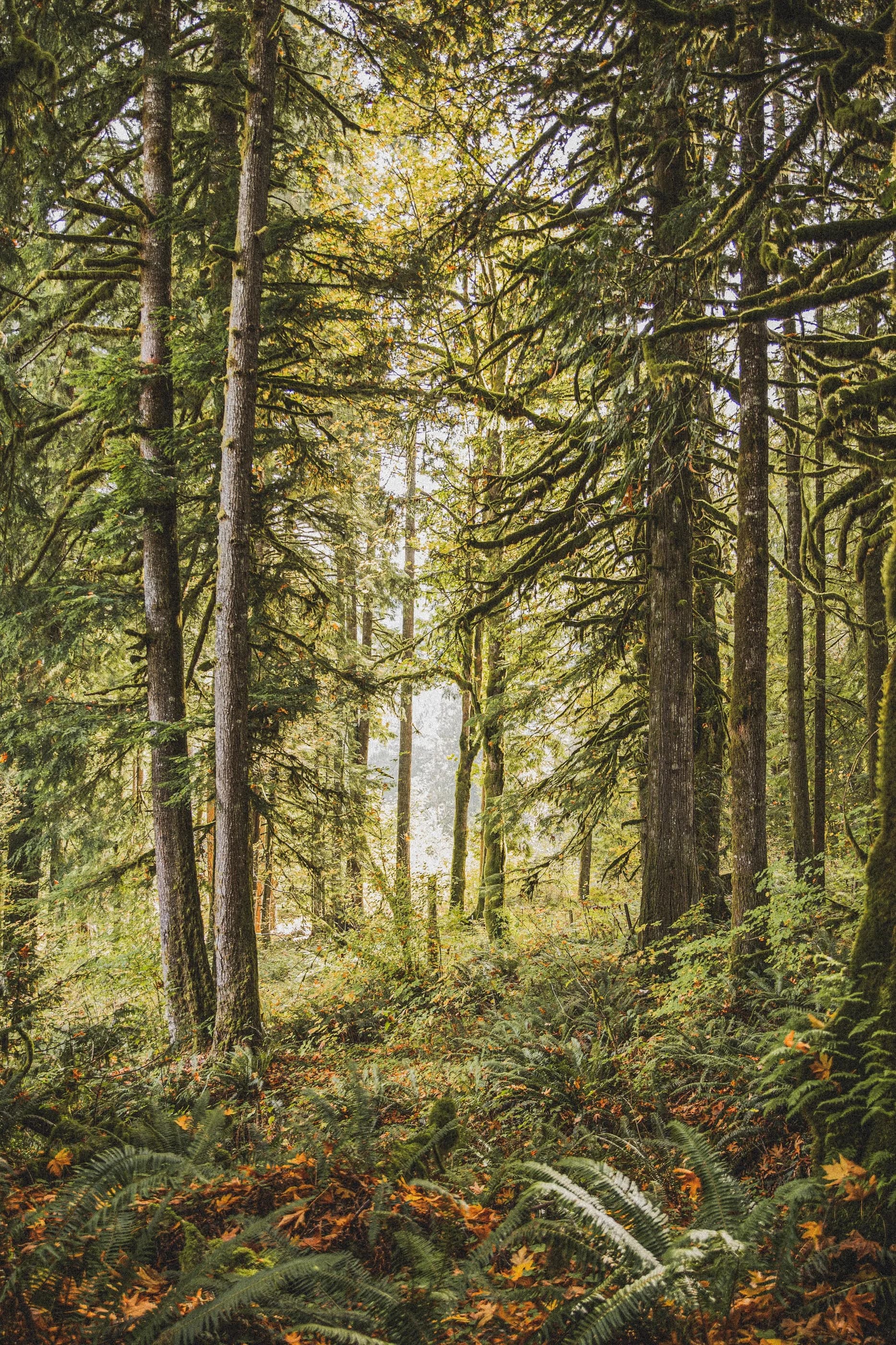 Bonnie Lass Cottage interior