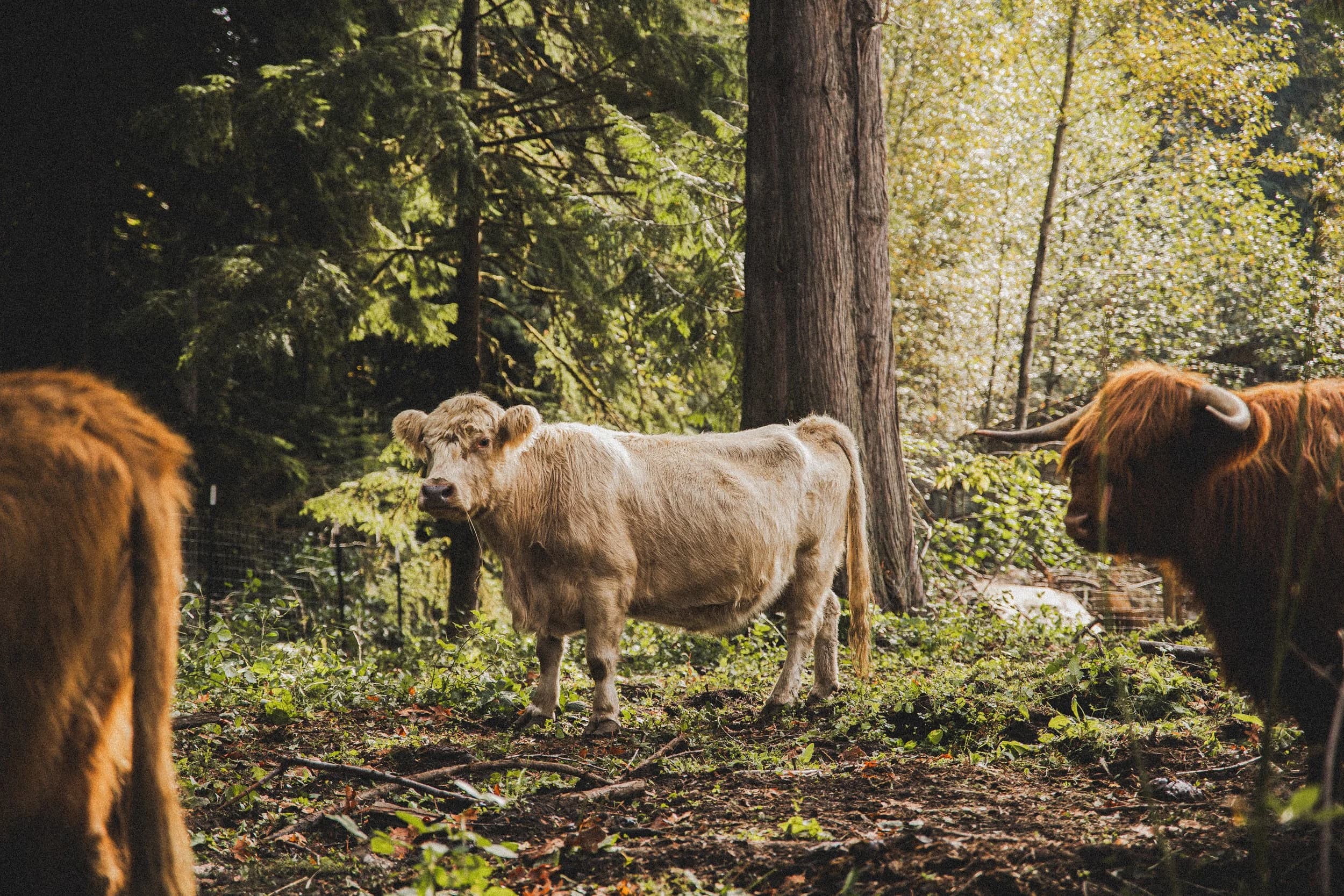 William Wallace Lodge living area