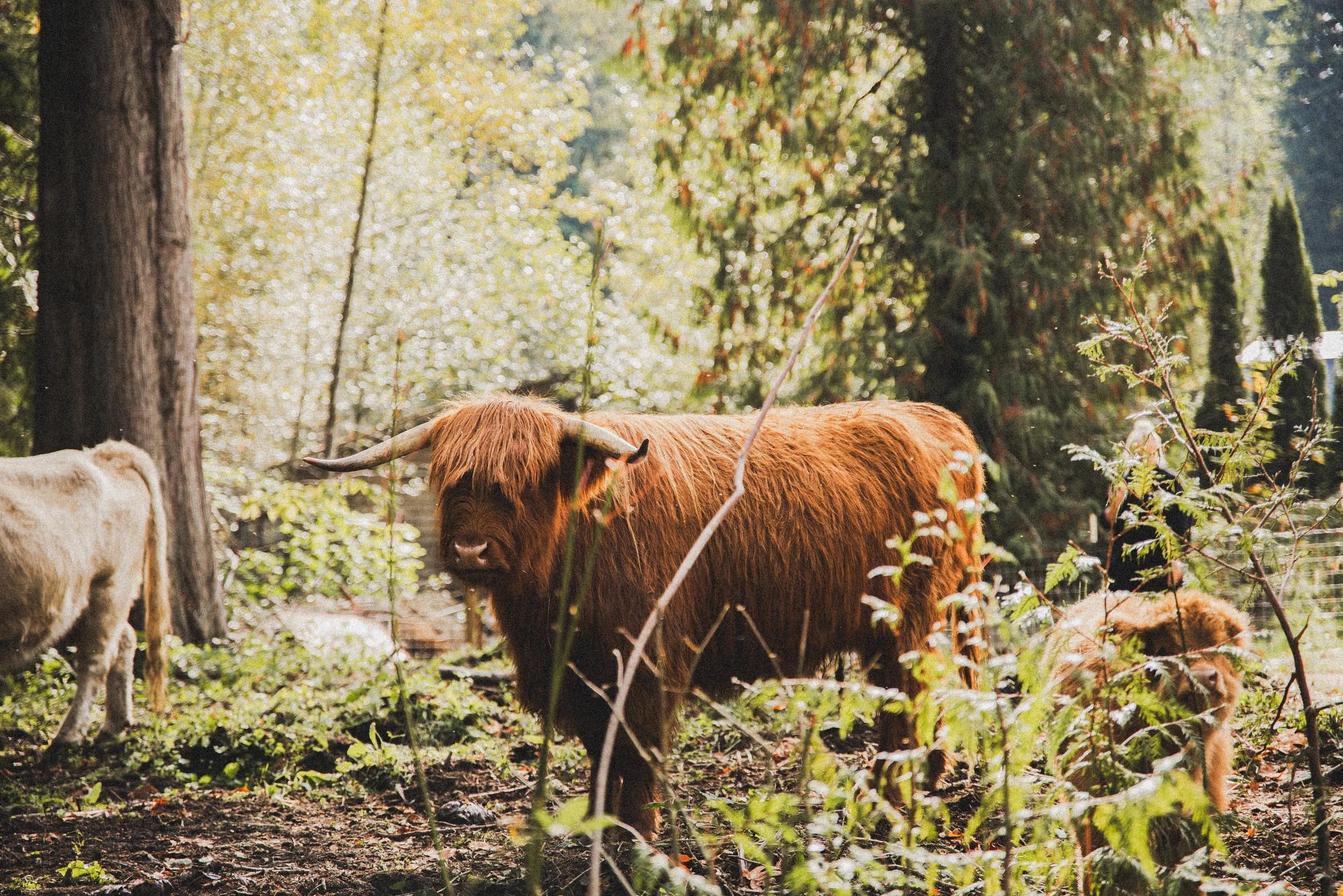 A Highland cow in sunlit woods