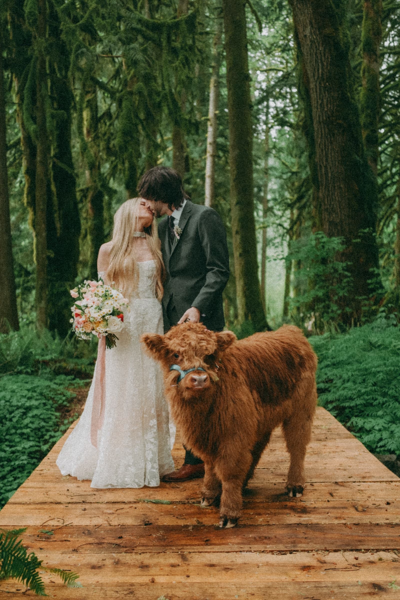 Couple kissing with Highland Cow calf on forest bridge
