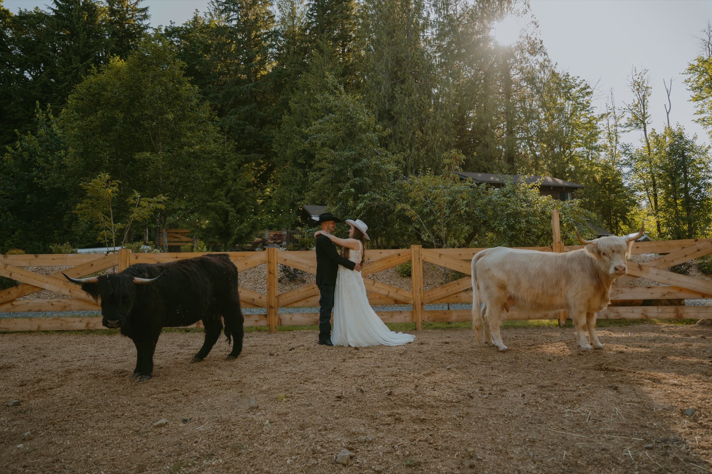 Couple with Scottish Highland Cows at golden hour